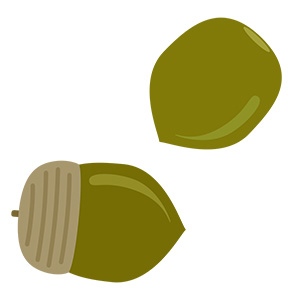 フリー素材 イラスト 秋 どんぐり 無料 商用可 PNG