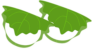 フリー素材 イラスト 柏餅 端午の節句 春 無料 商用可 PNG