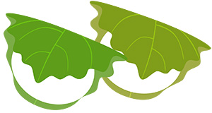 フリー素材 イラスト 柏餅 端午の節句 春 無料 商用可 PNG