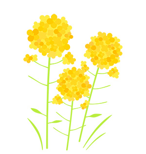 フリー素材 イラスト 菜の花 春 無料 商用可 PNG