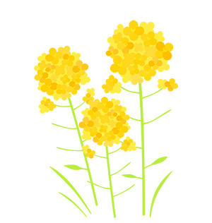 フリー素材 イラスト 菜の花 春 無料 商用可 PNG