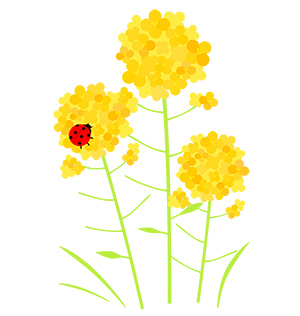 フリー素材 イラスト 菜の花 てんとうむし 春 無料  商用可 PNG