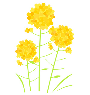 フリー素材 イラスト 菜の花 春 無料 商用可 PNG