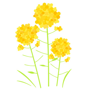 フリー素材 イラスト 菜の花 春 無料 商用可 PNG