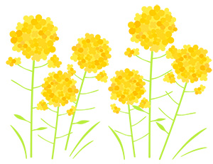 フリー素材 イラスト 菜の花 春 無料 商用可 PNG