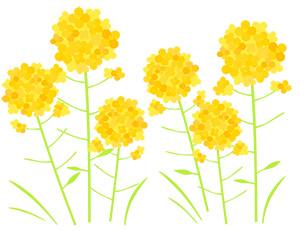フリー素材 イラスト 菜の花 春 無料 商用可 PNG