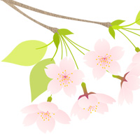 桜の枝 春 無料 イラスト フリー素材 商用可 png