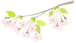 フリー素材 イラスト 春 桜 桜の枝 無料 商用可 PNG
