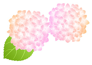 フリー素材 イラスト 梅雨 あじさい 無料 商用可 PNG