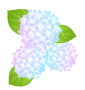 フリー素材 イラスト 梅雨 あじさい 無料 商用可 PNG
