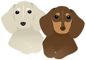 犬 ダックスフント ミニチュアダックス フリー素材 イラスト 冬 正月 干支 戌年 無料 商用可 PNG