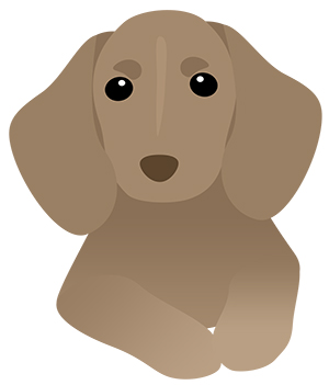 犬 ダックスフント ミニチュアダックス フリー素材 イラスト 冬 正月 干支 戌年 無料 商用可 PNG